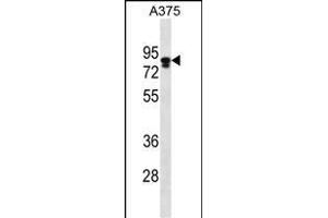 MLPH Antibody (C-term) (ABIN656542 and ABIN2845806) western blot analysis in  cell line lysates (35 μg/lane). (Melanophilin antibody  (C-Term))