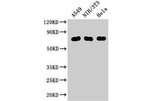 Western Blot Positive WB detected in: A549 whole cell lysate, NIH/3T3 whole cell lysate, Hela whole cell lysate All lanes: MX1 antibody at 3 μg/mL Secondary Goat polyclonal to rabbit IgG at 1/50000 dilution Predicted band size: 76, 56 kDa Observed band size: 76 kDa (MX1 antibody  (AA 7-172))