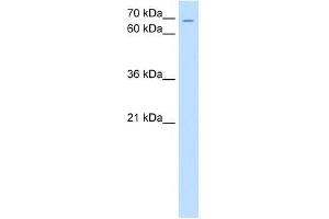 ZNF131 antibody used at 0. (ZNF131 antibody  (N-Term))