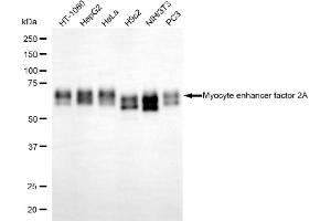 Western blotting analysis using myocyte enhancer factor 2A antibody (ABIN7799515).