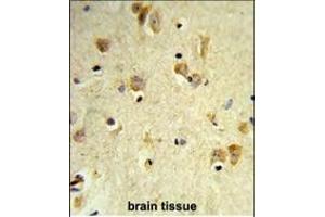 Formalin-fixed and paraffin-embedded human brain tissue reacted with PEX14 Antibody (C-term), which was peroxidase-conjugated to the secondary antibody, followed by DAB staining. (PEX14 antibody  (C-Term))