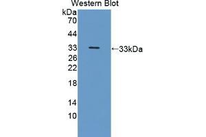 Detection of Recombinant NRP2, Human using Polyclonal Antibody to Neuropilin 2 (NRP2) (NRP2 antibody  (AA 231-490))