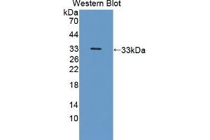 Detection of Recombinant NRP2, Human using Polyclonal Antibody to Neuropilin 2 (NRP2) (NRP2 antibody  (AA 231-490))