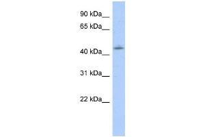 Western Blotting (WB) image for anti-Orthodenticle Homeobox 1 (OTX1) antibody (ABIN2458361) (OTX1 antibody)