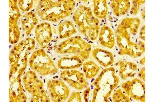 IHC image of ABIN7159247 diluted at 1:300 and staining in paraffin-embedded human kidney tissue performed on a Leica BondTM system. (MIA2 antibody  (AA 178-354))