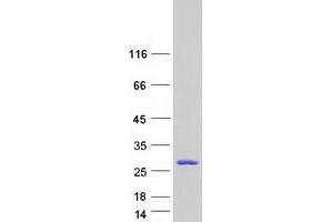 Validation with Western Blot