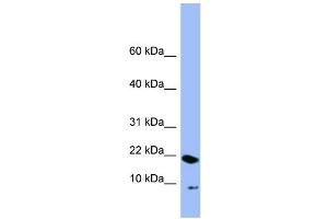 WB Suggested Anti-PIN4  Antibody Titration: 0. (PIN4 antibody  (N-Term))
