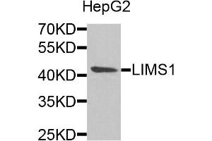 Western blot analysis of extracts of HepG2 cells, using LIMS1 antibody (ABIN5973789) at 1/1000 dilution.