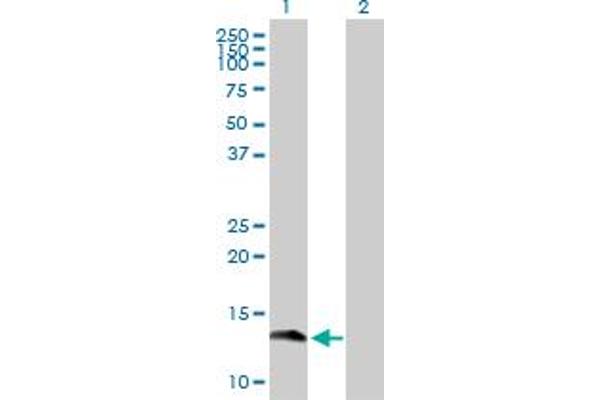 GEMIN7 antibody  (AA 1-131)