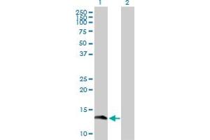 GEMIN7 antibody  (AA 1-131)