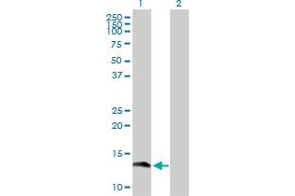 GEMIN7 Antikörper  (AA 1-131)