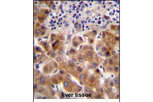 PSORS1C1 Antibody (N-term) (ABIN657118 and ABIN2846264) immunohistochemistry analysis in formalin fixed and paraffin embedded human liver tissue followed by peroxidase conjugation of the secondary antibody and DAB staining. (PSORS1C1 antibody  (N-Term))