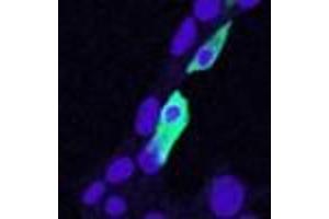 ABIN190810 (5ug/ml) staining of min6 cells transiently expressing mouse Clic4. (CLIC4 antibody  (N-Term))