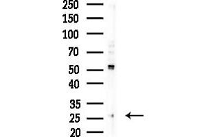 Western blot analysis of lysates from COLO205 cells(heat-shock,45 min treatment), using TAS2R12 Antibody at 1/1000 dilution. (TAS2R12 antibody  (C-Term))