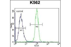 HMG1L10 Antibody (N-term) (ABIN656128 and ABIN2845469) flow cytometric analysis of K562 cells (right histogram) compared to a negative control cell (left histogram). (HMG1L10 antibody  (N-Term))