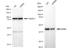 Western blotting analysis using DDB2 antibody (ABIN7798274). (Recombinant DDB2 antibody)