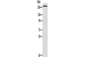 Western Blotting (WB) image for anti-Talin 1 (TLN1) antibody (ABIN2433979) (TLN1 antibody)
