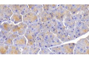 Detection of ELN in Mouse Pancreas Tissue using Polyclonal Antibody to Elastin (ELN) (Elastin antibody  (AA 266-443))