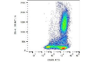 Surface staining of CD62L in human peripheral blood with anti-CD62L (DREG56) FITC. (L-Selectin antibody  (FITC))