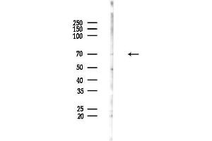 anti-Dynein, Cytoplasmic 1, Intermediate Chain 1 (DYNC1I1) (Internal Region) antibody