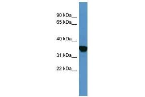 C5AR1 antibody used at 0. (C5AR1 antibody  (C-Term))
