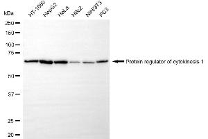 Western blotting analysis using protein regulator of cytokinesis 1 antibody (ABIN7800037). (Recombinant PRC1 antibody)