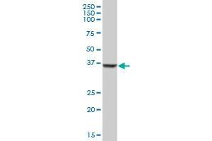 SDSL MaxPab polyclonal antibody. (SDSL antibody  (AA 1-329))