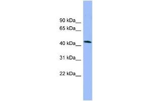 WB Suggested Anti-NECAB3 Antibody Titration: 0. (NECAB3 antibody  (N-Term))