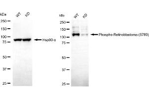 Western blotting analysis using phospho-retinoblastoma (S780) antibody (ABIN7800183).