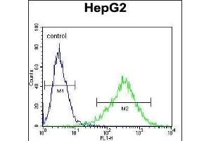 C Antibody flow cytometric analysis of HepG2 cells (right histogram) compared to a negative control cell (left histogram).