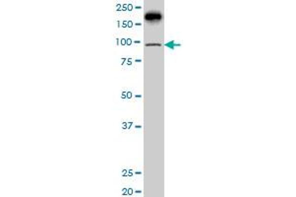 PML antibody  (AA 411-510)