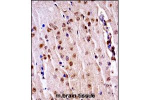 Mouse Nek3 Antibody (C-term)immunohistochemistry analysis in formalin fixed and paraffin embedded mouse brain tissue followed by peroxidase conjugation of the secondary antibody and DAB staining. (NEK3 antibody  (C-Term))