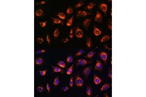 Immunofluorescence (IF) image for anti-RAB1A, Member RAS Oncogene Family (RAB1A) (AA 1-205) antibody (ABIN7269798)