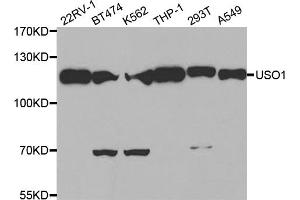 Western blot analysis of extracts of various cell lines, using USO1 antibody (ABIN1875291) at 1:500 dilution. (USO1 antibody)