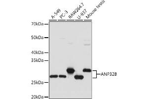 Western blot analysis of extracts of various cell lines, using B Rabbit mAb (ABIN7265377) at 1:1000 dilution. (ANP32B antibody)