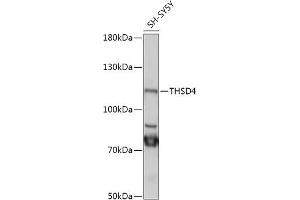 Western blot analysis of extracts of SH-SY5Y cells, using THSD4 antibody (ABIN7270819) at 1:1000 dilution. (Thrombospondin, Type I, Domain Containing 4 (THSD4) (AA 500-700) antibody)