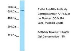Image no. 1 for anti-Neurolysin (Metallopeptidase M3 Family) (NLN) (AA 88-137) antibody (ABIN6749966) (NLN antibody  (AA 88-137))