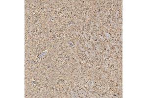 IHC analysis of Synaptogyrin 3/SYNGR3 using anti-Synaptogyrin 3/SYNGR3 antibody (ABIN7601760). (Synaptogyrin 3 antibody  (AA 45-229))