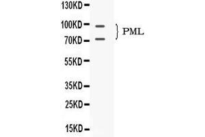 Western blot analysis of PML Protein expression in mouse testis extract ( Lane 1). (PML antibody  (N-Term))