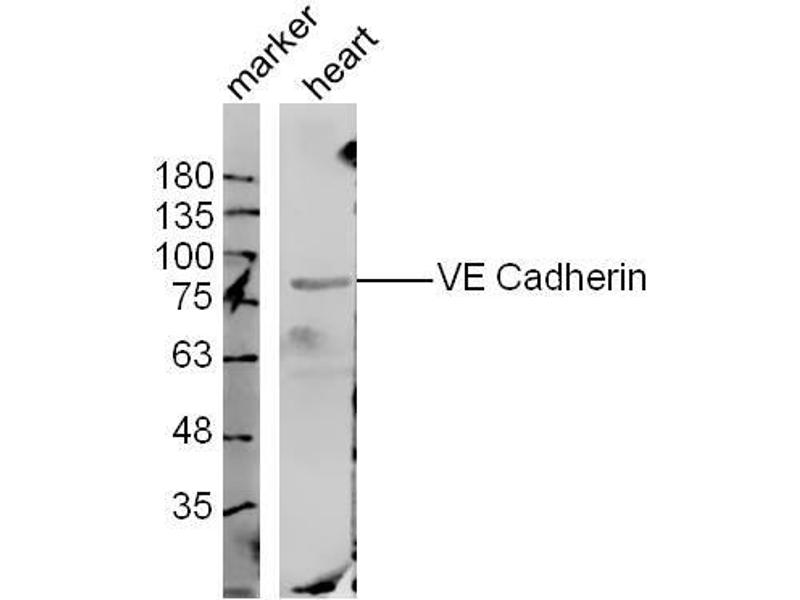 anti-Cadherin 5 (CDH5) (AA 601-700) antibody