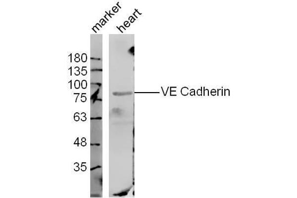 Cadherin 5 antibody  (AA 601-700)