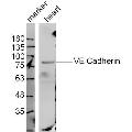 anti-Cadherin 5 (CDH5) (AA 601-700) antibody
