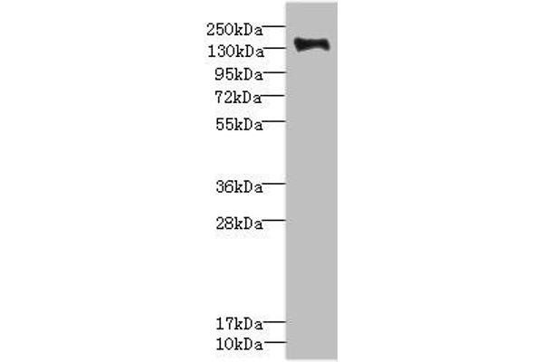 Plexin B2 anticorps  (AA 1080-1200)