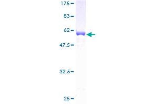 Tropomyosin 4 Protein (TPM4) (AA 1-248) (GST tag)