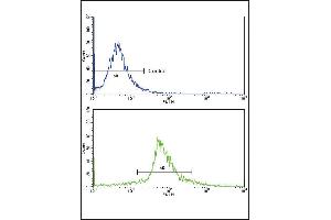 Flow cytometric analysis of widr cells using KLF6 Antibody (bottom histogram) compared to a negative control cell (top histogram)FITC-conjugated goat-anti-rabbit secondary antibodies were used for the analysis. (KLF6 antibody  (C-Term))