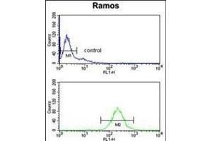 NUCKS1 Antibody (N-term) (ABIN653480 and ABIN2842900) flow cytometry analysis of Ramos cells (bottom histogram) compared to a negative control cell (top histogram). (NUCKS1 antibody  (N-Term))