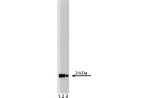 Western Blotting (WB) image for anti-Growth Factor Receptor-Bound Protein 2 (GRB2) (AA 1-217) antibody (ABIN967755) (GRB2 antibody  (AA 1-217))
