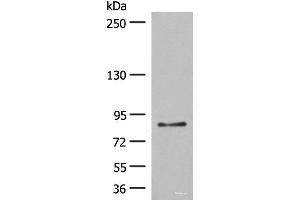 Western blot analysis of LO2 cell lysate using TAS1R3 Polyclonal Antibody at dilution of 1:400 (TAS1R3 antibody)