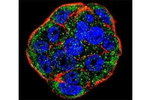 Confocal immunofluorescent analysis of FGF1 antibody with WiDr cells followed by Alexa Fluor 488-conjugated goat anti-rabbit lgG (green).