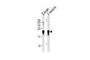 DANRE park7 Antibody (C-term) Azb10028b western blot analysis in zebra fish brain and muscle tissue lysates (35 μg/lane). (PARK7/DJ1 antibody  (C-Term))